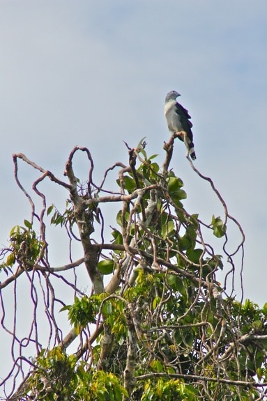 Grey Headed Kite in the Peruvian Amazon - birds in the amazon 