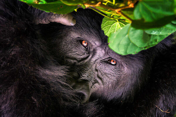 50 Facts About Gorillas including Gorilla Habitat, the Gorilla Diet, Gorilla Families, Mountain Gorilla Facts, Why Gorillas are Endangered, Gorilla Conservation