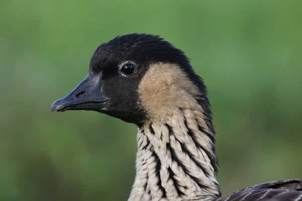 Hawaiian Goose Nene - Headshot