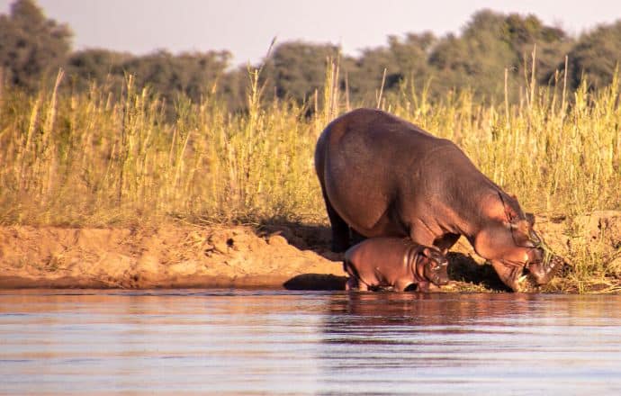 Hippos in Lower Zambezi National Park, Zambia - southern African countries