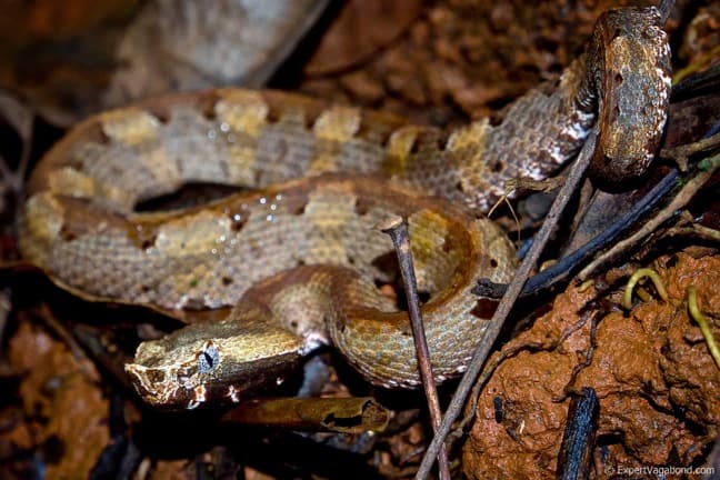 Poisonous snakes in Costa Rica -Hognosed Pit Viper in Piedras Blancas National Park
