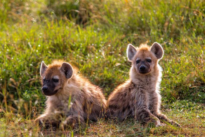 Spotted Hyena Pups in the Maasai Mara National Reserve