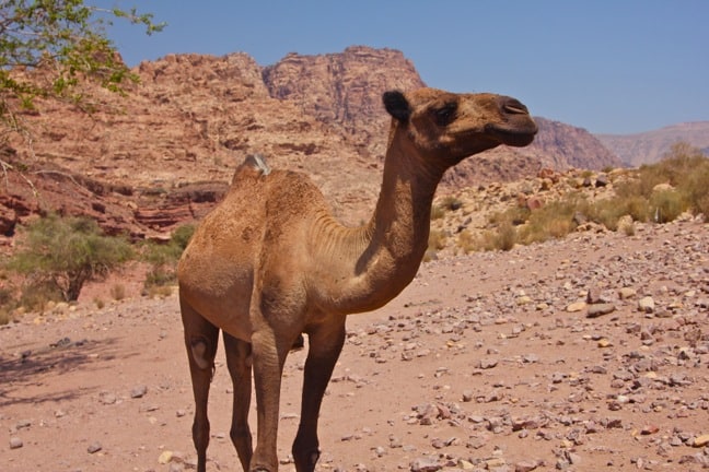 Ecotourism in Jordan: Camel in Dana Biosphere Reserve