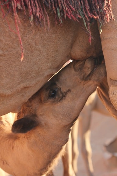 Baby_Camel_Suckles_Mother_Wadi_Rum