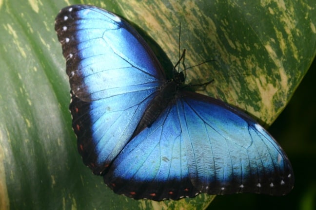 Blue Morpho at the Aruba Butterfly Farm