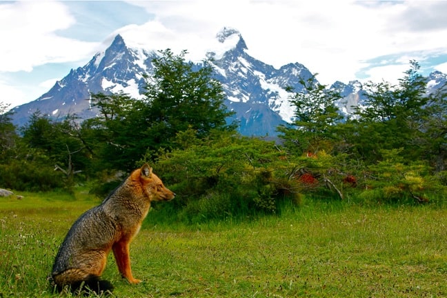 Red Fox in Torres del Paine National Park, Chilean Patagonia