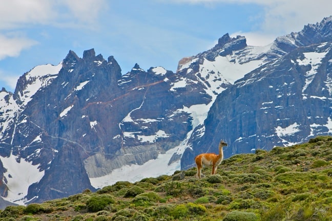 Guanaco in Torres Del Paine National Park, Chile