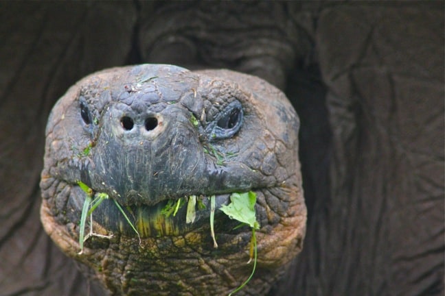 Galapagos Tortoise, Galapagos Islands
