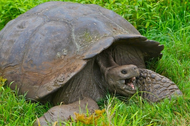 Yawning Galapagos Tortoise in Galapagos Islands- top national parks in the world