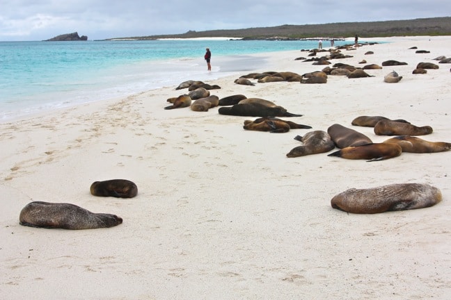 Massive Sea Lion Colony in Espanola's Gardner Bay, Galapagos Islands