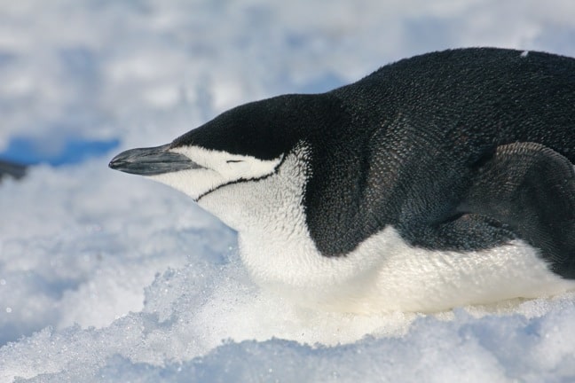 Penguins of Antarctica, Chinstrap penguin
