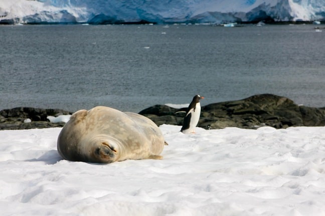 Penguin and Weddell Seal in Antarctica