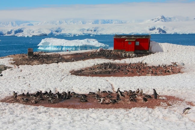 Penguin Colonies at Mikkelsen Harbour, Antarctica