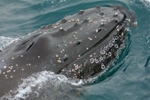 Ecotourism in Costa Rica - Whale