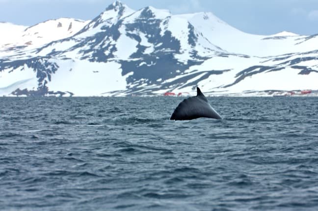 Humpback Whale Diving in Antarctica