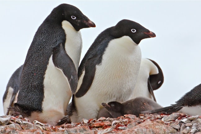 Adelie Penguin Family in Antarctica