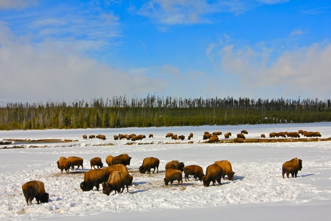 Bison Herds Grazing in Yellowstone National Park - best national parks in America