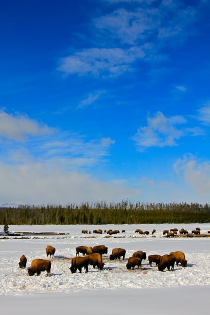 Bison Herd Grazing in Snow, Yellowstone National Park via @greenglobaltrvl