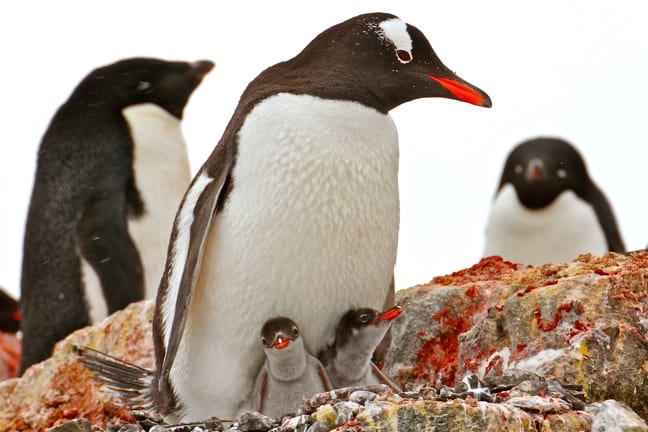 Baby Gentoo Penguin Chicks in Antarctica