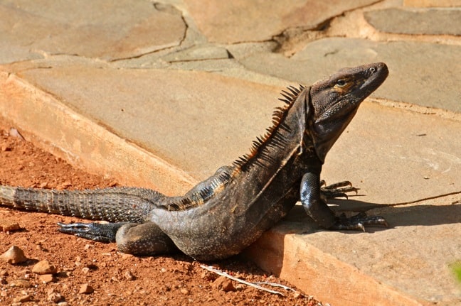 Reptiles of Panama - Iguana in Islas Secas, Panama