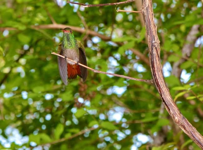 Hummingbird in Islas Secas, Panama - birds in Panama