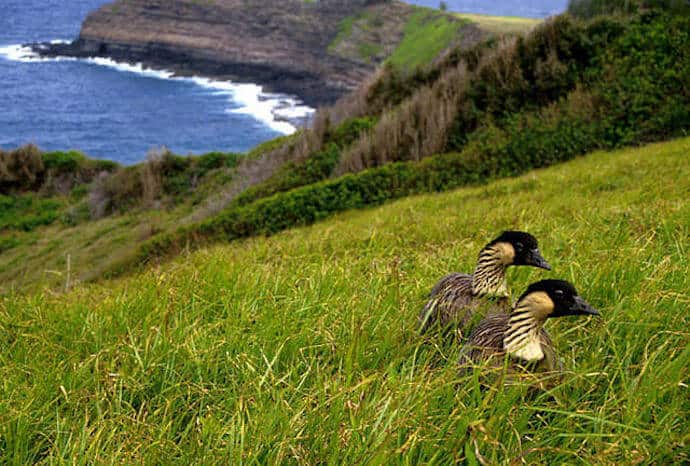 Hawaiian Goose Nene - Behaviors