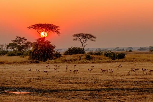 Countries of south Africa - Kafue National Park, Zambia Sunset