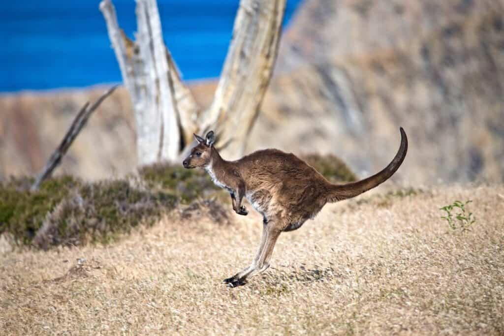 Kangaroo Hopping on Kangaroo Island
