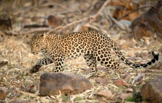 Wildlife sanctuary in India - Leopard in Tadoba Wildlife Sanctuary