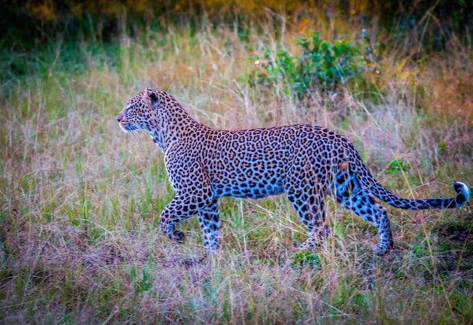 Leopard in the Olare Motorogi Conservancy