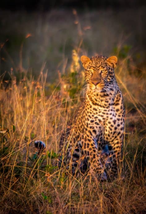 Leopard in Olare-Motorogi Conservancy, Kenya