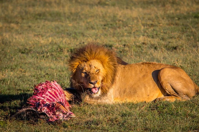 Lion with Wildebeest Kill in Ol Kinyei Conservancy. Kenya 0 One of the Big 5 in Kenya