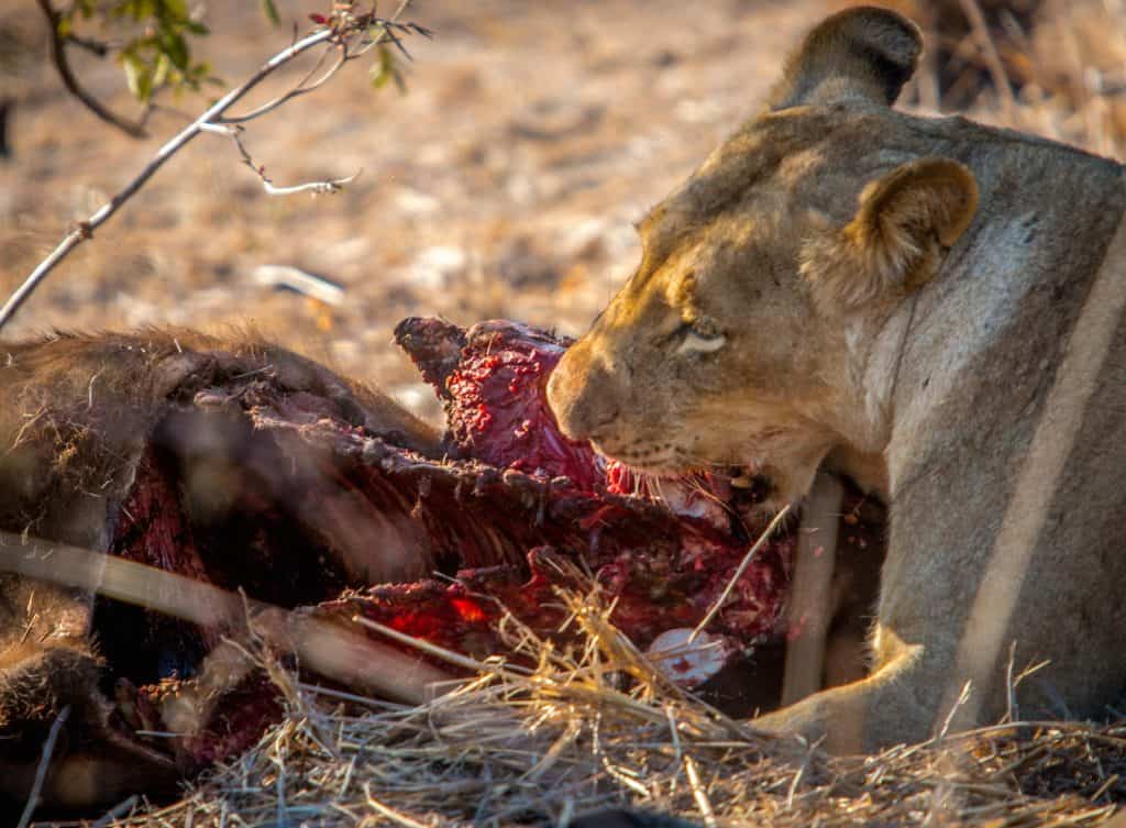 Lioness Devouring Buffalo in Kruger National Park - Best Wildlife Parks in the World