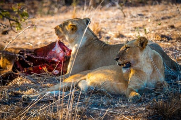 Lionesses in Kruger National Park, South Africa