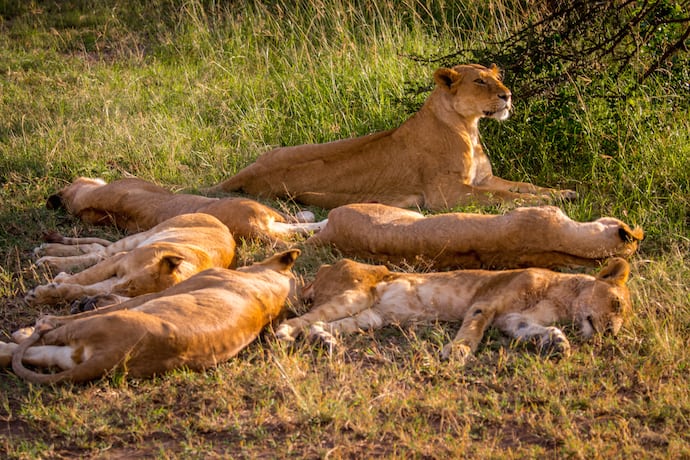 Lion Pride in Olare Motorogi Conservancy, Kenya