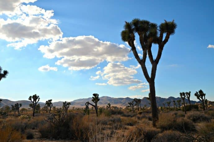 National Parks in CA -Joshua Tree National Park