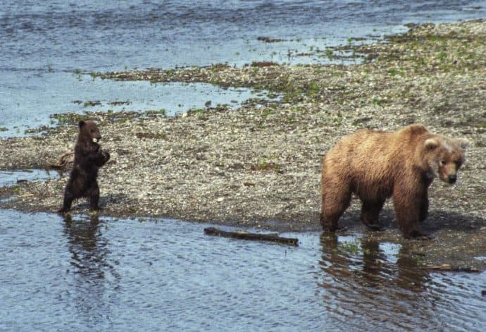 List of National Parks by State -Katmai National Park