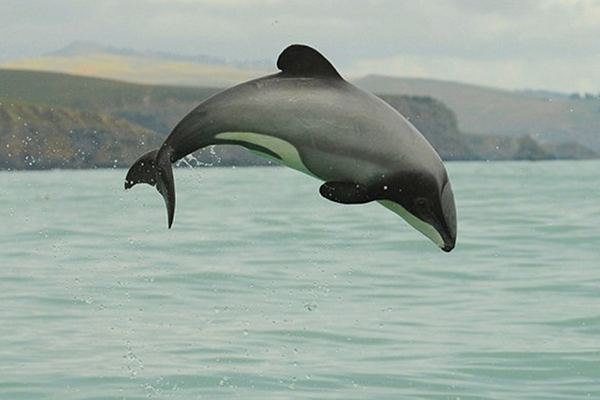 Maui Dolphin jumping