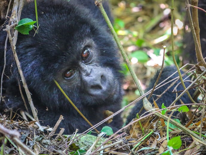 Mountain Gorillas In Rwanda- Baby Napping via @greenglobaltrvl