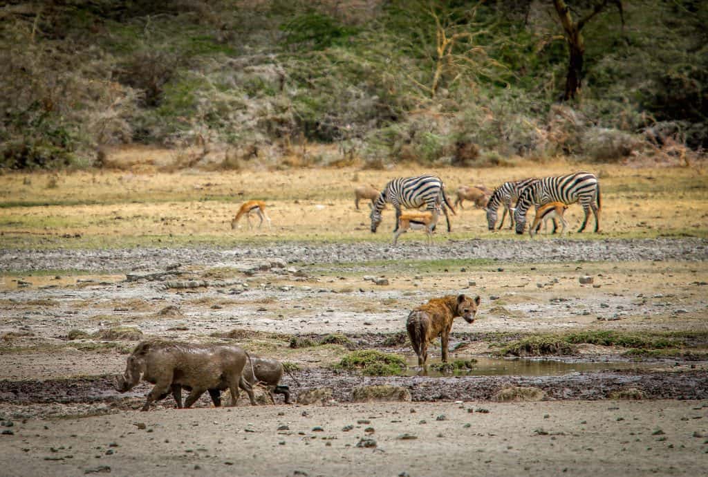 World heritage sites in Tanzania - Warthogs & Hyena at a Ngorongoro Conservation Area Watering Hole