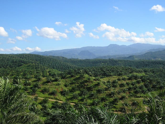 30 Facts Deforestation - Oil Palm Plantation