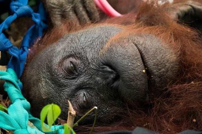 Orangutan rescued from palm oil fire