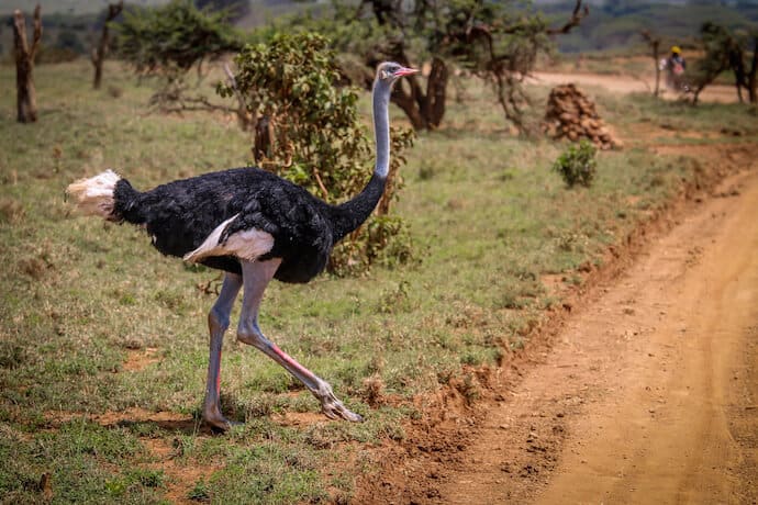 Kenyan Animals: Somali Ostrich in Lewa Conservancy 
