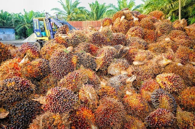 Palm Oil Fruit Deforestation