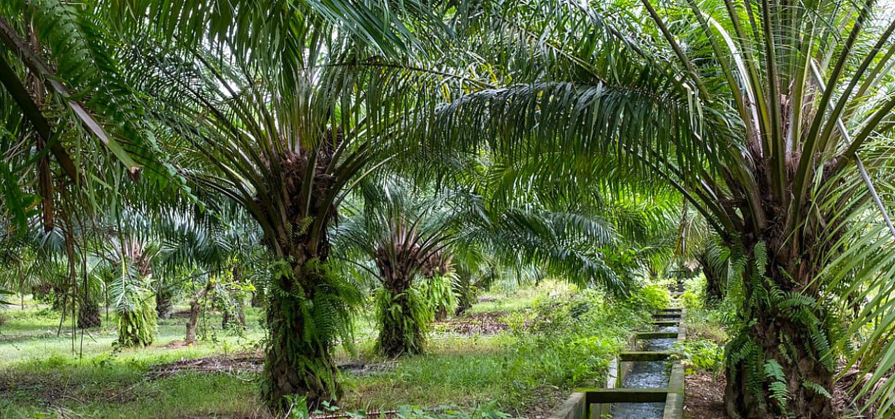 Palm oil plantation. Aborlan, Barangay Sagpangan, Palawan, Philippines. Photograph by Jason Houston for USAID