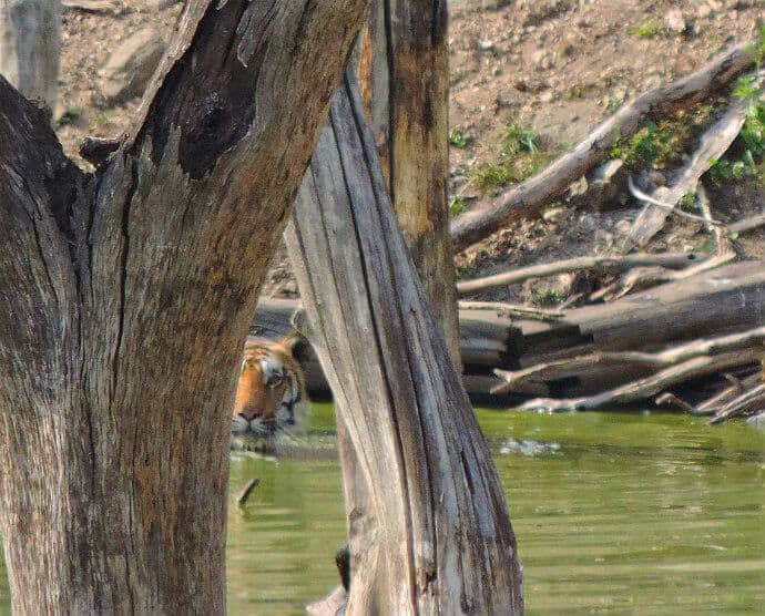 Places to go in India to see Tigers -Pench Tiger Reserve