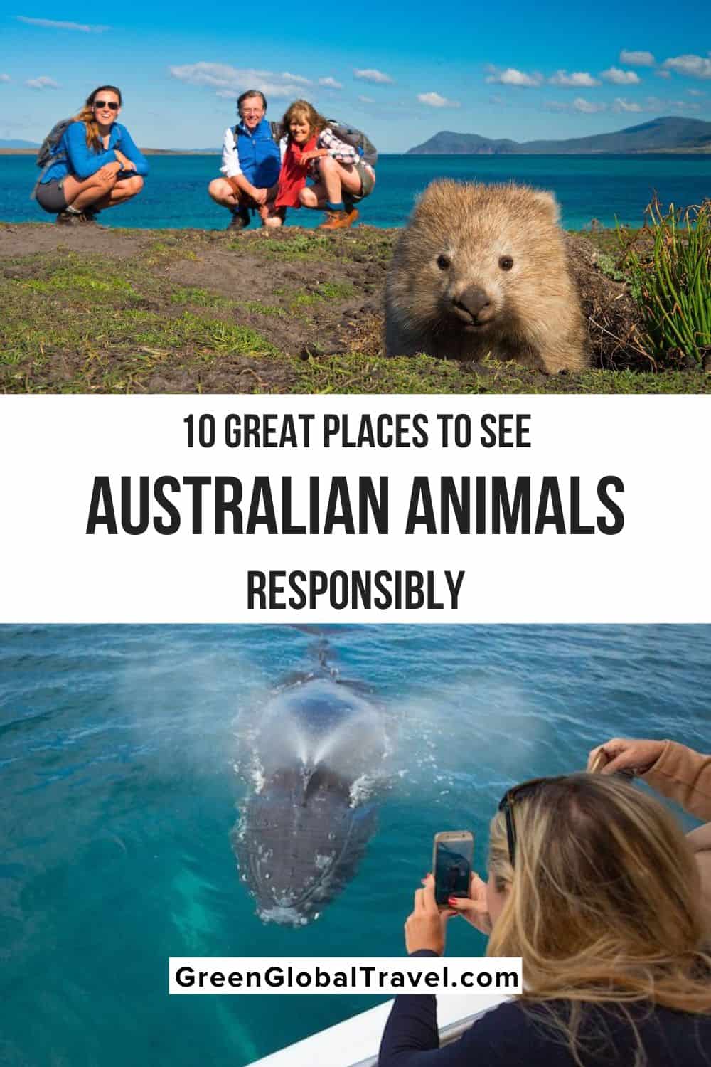 10 Great Places to See Wildlife in Australia Responsibly, including the Daintree Rainforest, Kangaroo Island, Maria Island, the Murray River and more!