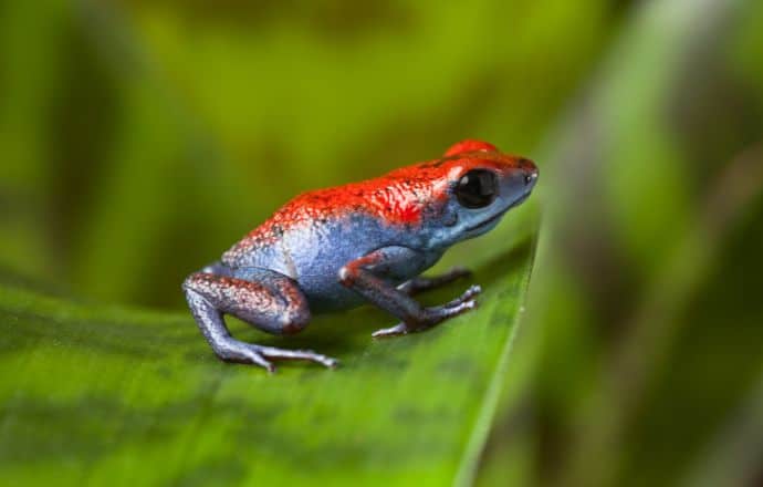 Poison Dart Frog in Panama Things to Do