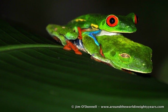 Costa Rican frogs -Red-Eyed Tree Frog near Rio Sarapiqui