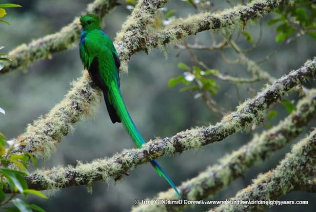Bird watching Costa Rica -Resplendent Quetzal Near Rio Savegre